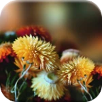 Logo of Autumn Flowers Live Wallpaper android Application 